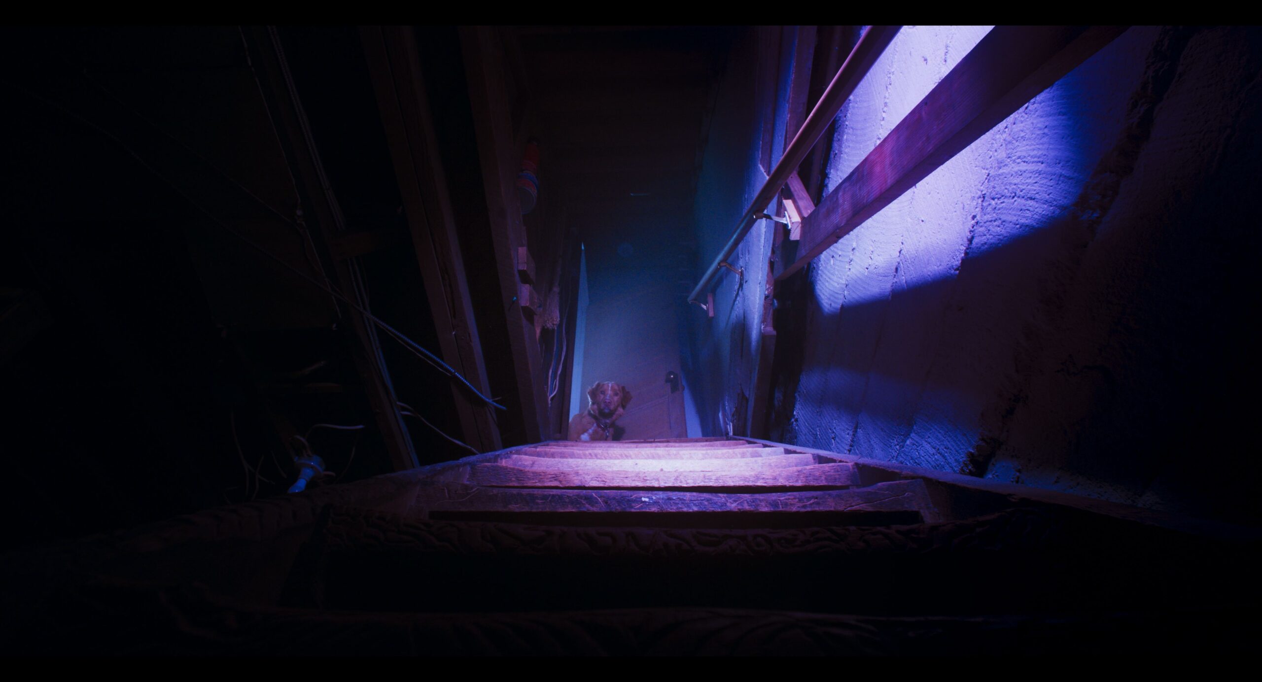 Indy the Dog in Ben Leonberg and Alex Cannon's supernatural horror thriller Shudder film, Good Boy
