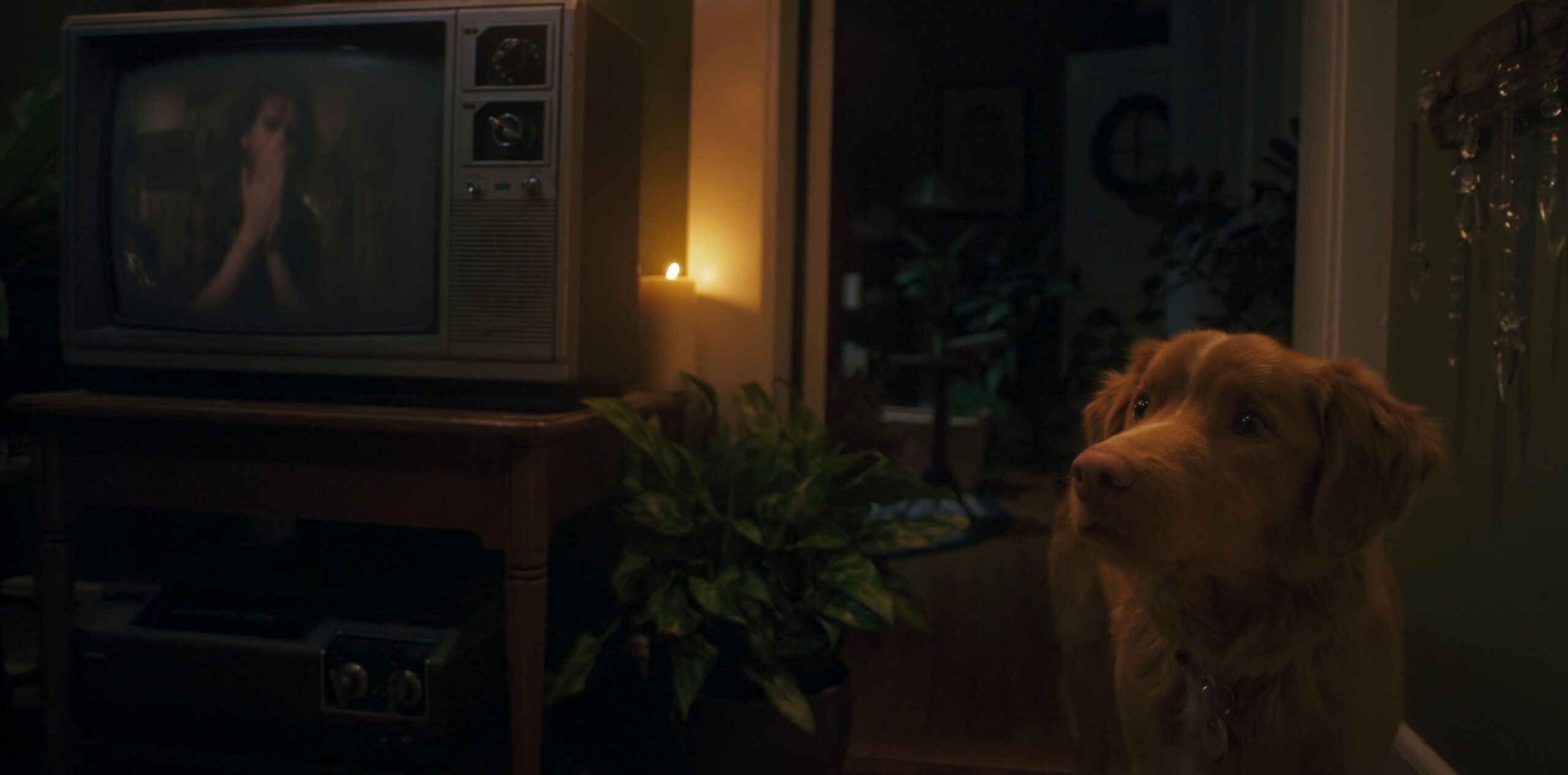 Shane Jensen and Indy the dog in Ben Leonberg and Alex Cannon's supernatural horror thriller Shudder film, Good Boy