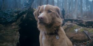 Indy the Dog in Ben Leonberg and Alex Cannon's supernatural horror thriller Shudder film, Good Boy