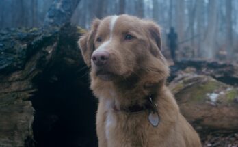 Indy the Dog in Ben Leonberg and Alex Cannon's supernatural horror thriller Shudder film, Good Boy