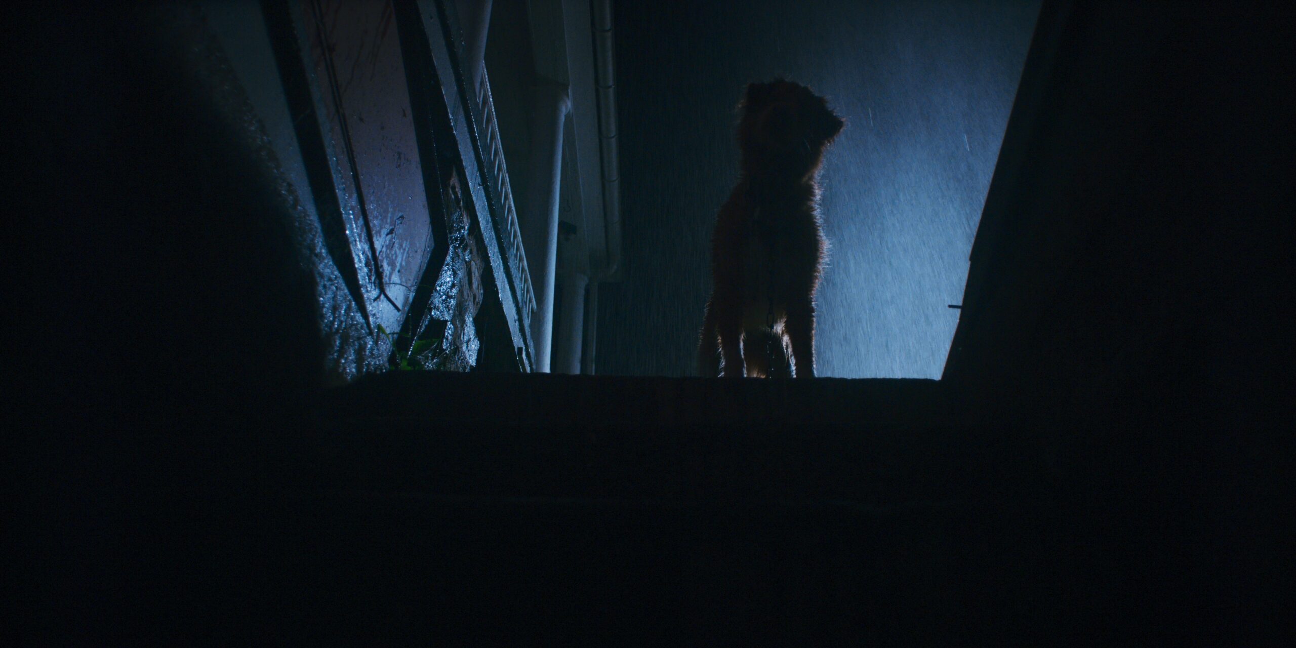 Indy the Dog in Ben Leonberg and Alex Cannon's supernatural horror thriller Shudder film, Good Boy